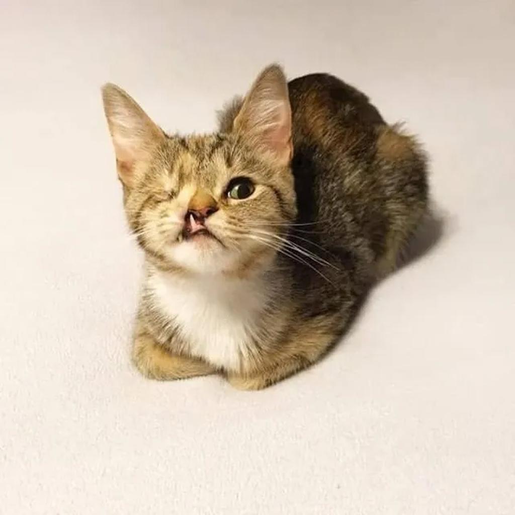 Couple Embraces Challenges, Raises One-Eyed Kitten with Buck Teeth Despite Criticism!